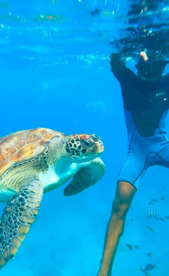From Mindelo: Snorkel and Swim with Sea Turtles - Small group equals better control of the moment