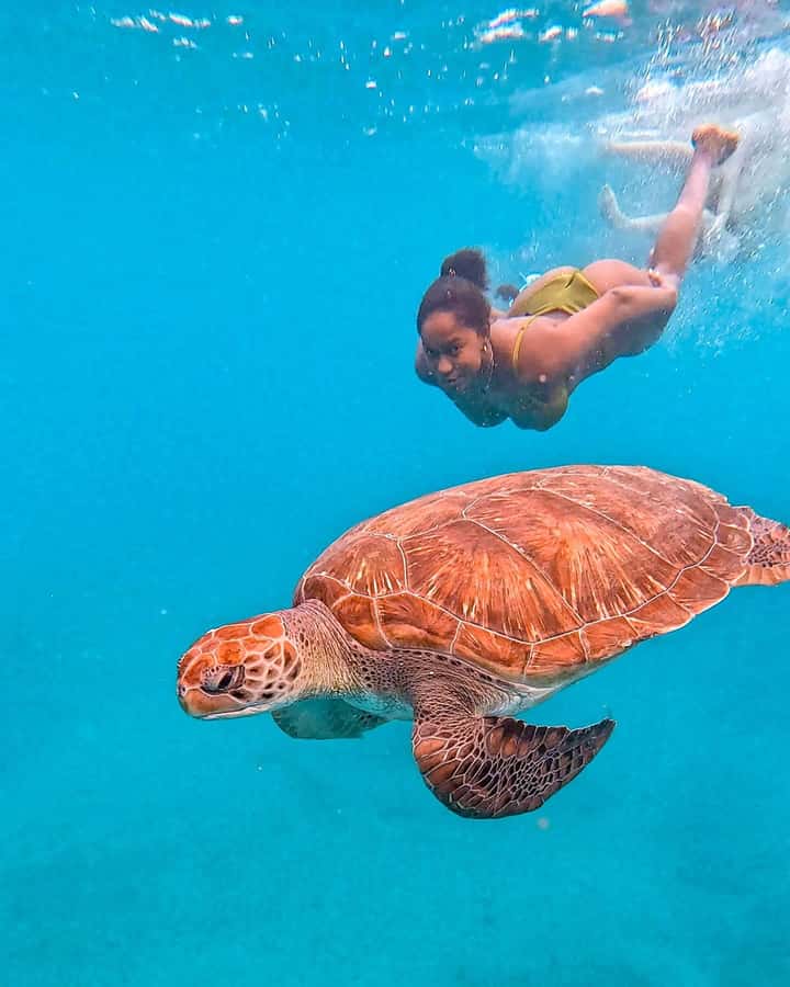 From Mindelo: Snorkel and Swim with Sea Turtles - What the briefing and safety setup really means for you
