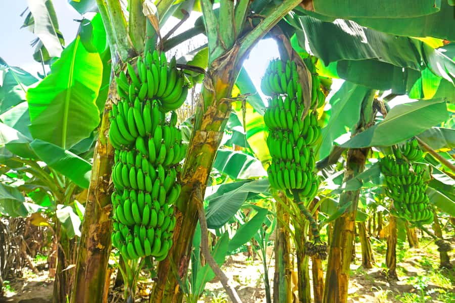 From Praia: Banana Plantation Tour and Cuscuz Workshop - Banana, Cuscuz, and a morning that moves