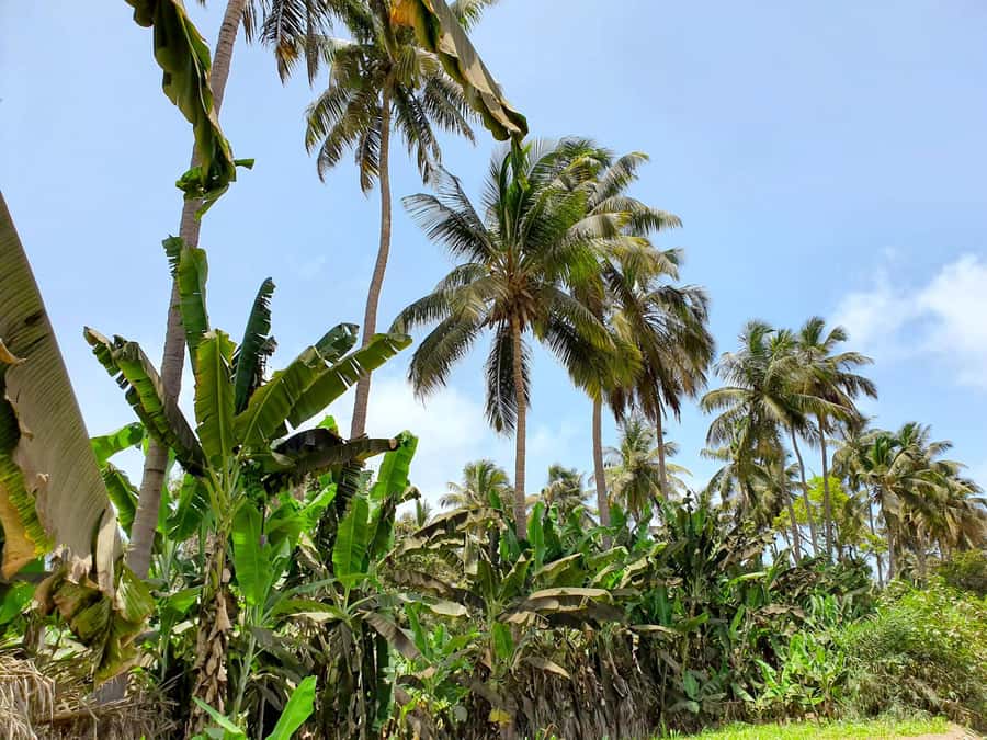 From Praia: Banana Plantation Tour and Cuscuz Workshop - How the 9:00 AM to 1:00 PM schedule feels