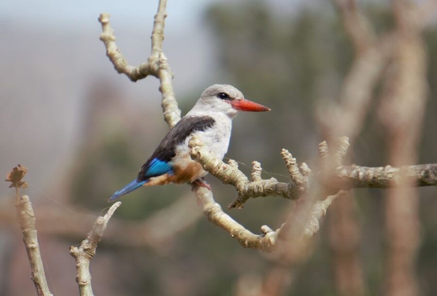 From Praia: Santiago Island Highlights Tour - Price and value: why $106 can make sense