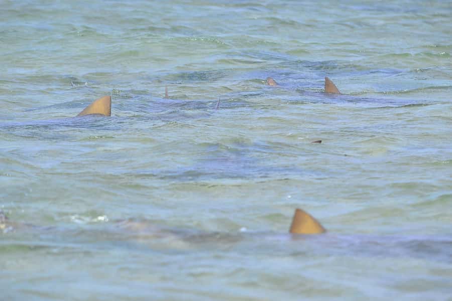 From Sal Island: Blue Eye, Salt Lake, Lemon Sharks, Palmeira - Terra Boa mirage: the short stop that adds personality