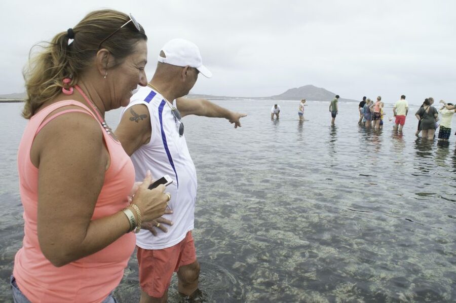From Santa Maria: Guided Lemon Shark Watching - Key Takeaways Before You Go