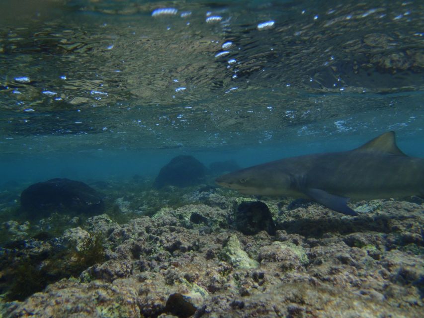 From Santa Maria: Guided Lemon Shark Watching - Choosing Beach Watching or Going Into the Water