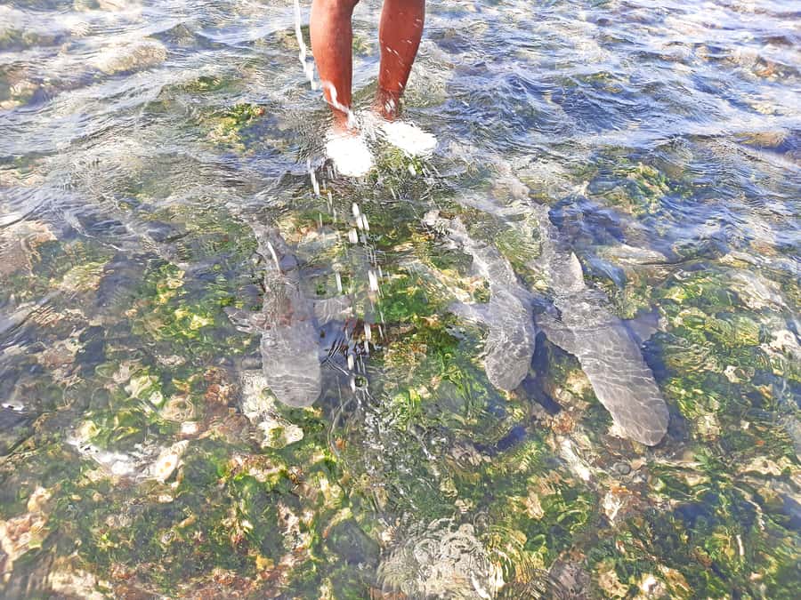 From Santa Maria: Sal Island Private Day Trip - Key moments worth planning your day around