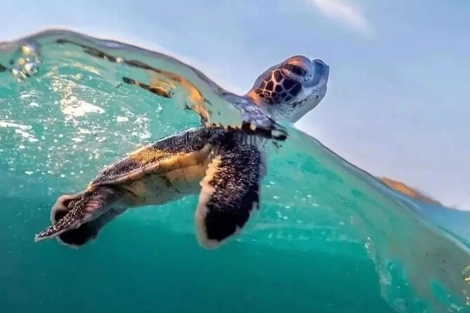 Guided turtle tour in a group in Boa Vista - Price and Logistics: What You Pay for in Boa Vista