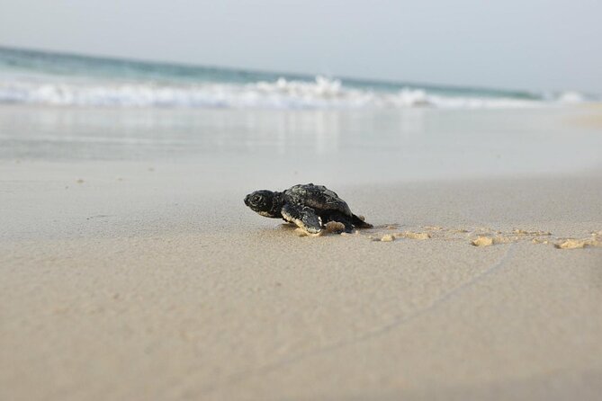 Guided turtle tour in a group in Boa Vista - Stop 1: The Drive Out of Boa Vista and Into Turtle Country