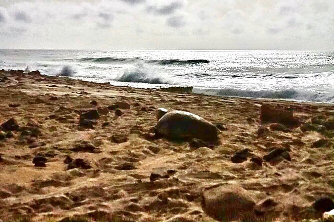 Guided turtle tour in a group in Boa Vista - Stop 2 at Ervatão: The Egg-Laying and Hatching Watch