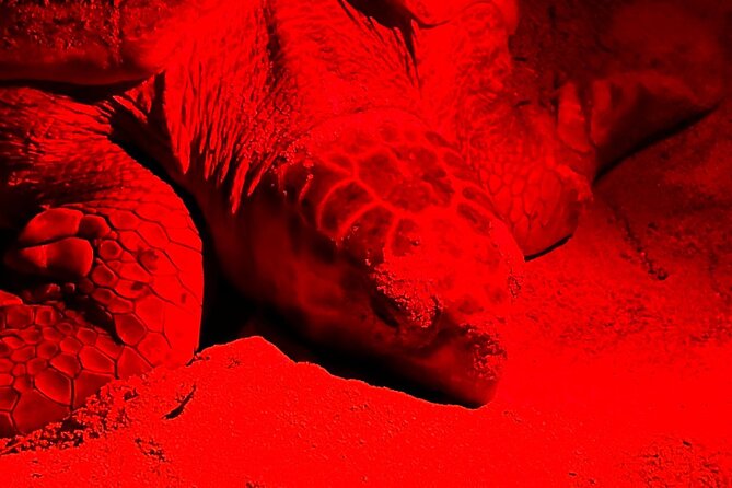 Guided turtle tour in a group in Boa Vista - November Changes: Slipperies, Helping Them into Water, and the Crab Factor