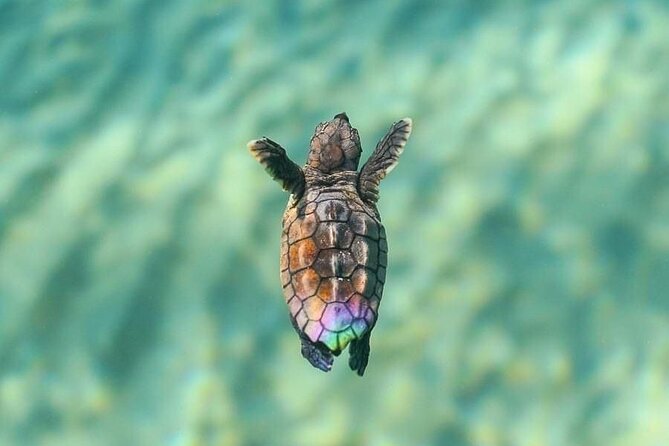 Guided turtle tour in a group in Boa Vista - Group Size and Viewing Comfort: How the Max 12 Travelers Affects Your Experience