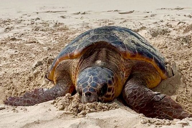 Guided turtle tour in a group in Boa Vista - What to Bring for a Sand Walk and Night Photography