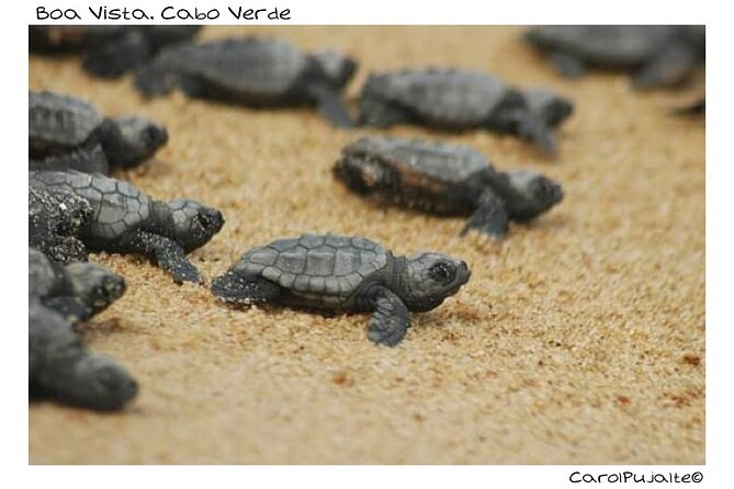 Guided turtle tour in a group in Boa Vista - Evening Timing from 6:30 pm: Why Night Starts Matter Here