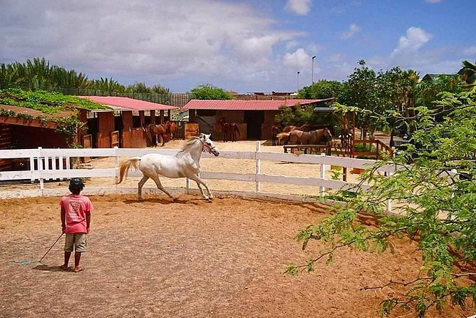 Horse Riding in Sal Island - Cabo Verde - Horses and Welfare: Most People Feel Good About It, but Not Everyone Had the Same Day