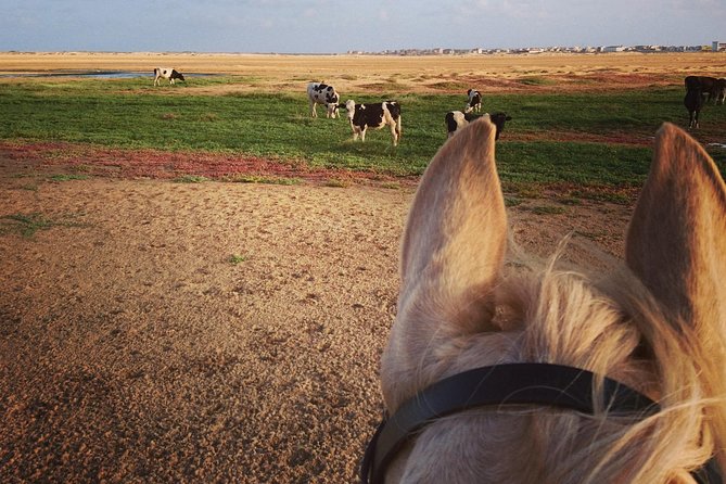 Horse Riding in Sal Island - Cabo Verde - Price and Value on Sal: What $60.25 Actually Buys