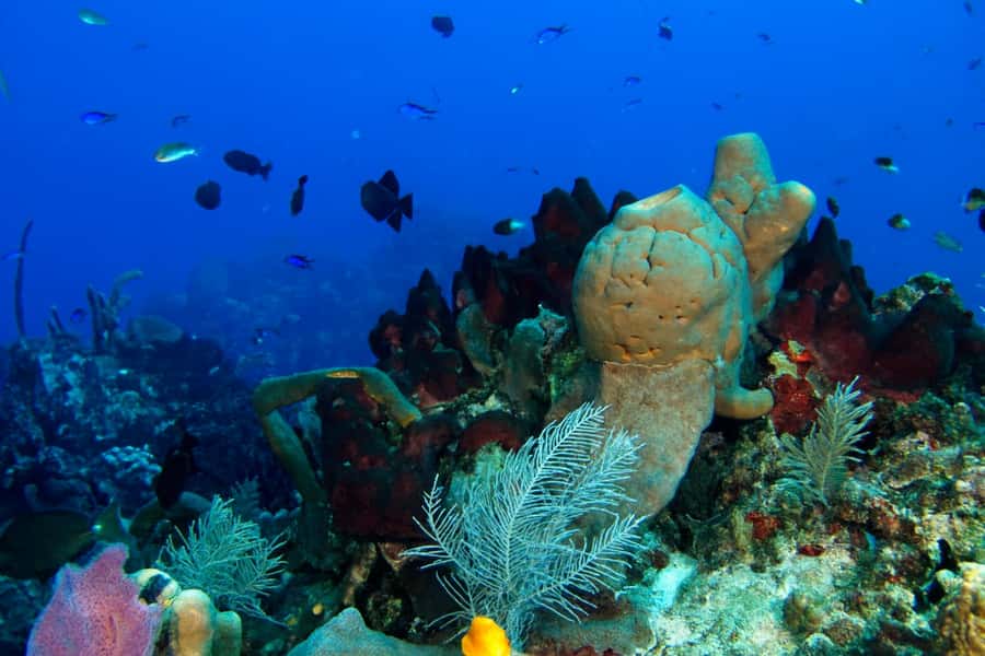Ilha Do Sal: Snorkeling with Local Guide - Why Santa Maria Bay is a smart choice for snorkeling