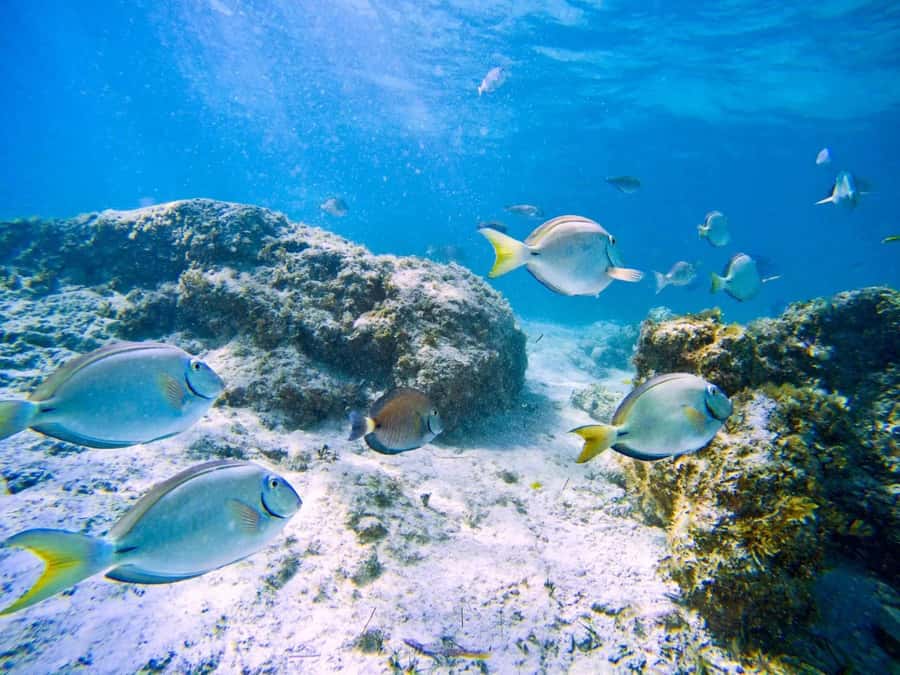 Ilha Do Sal: Snorkeling with Local Guide - The 90-minute flow: briefing, gear, then reef time