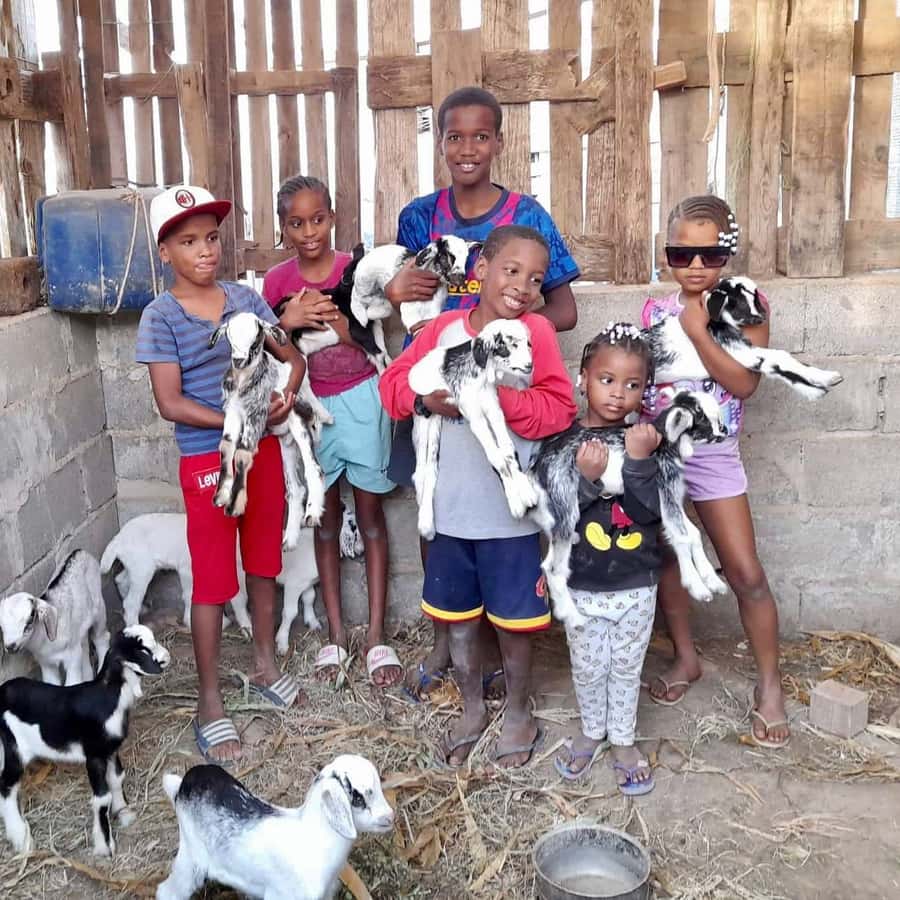 Island tour & cattle & Taste local flavors - Key highlights you should know