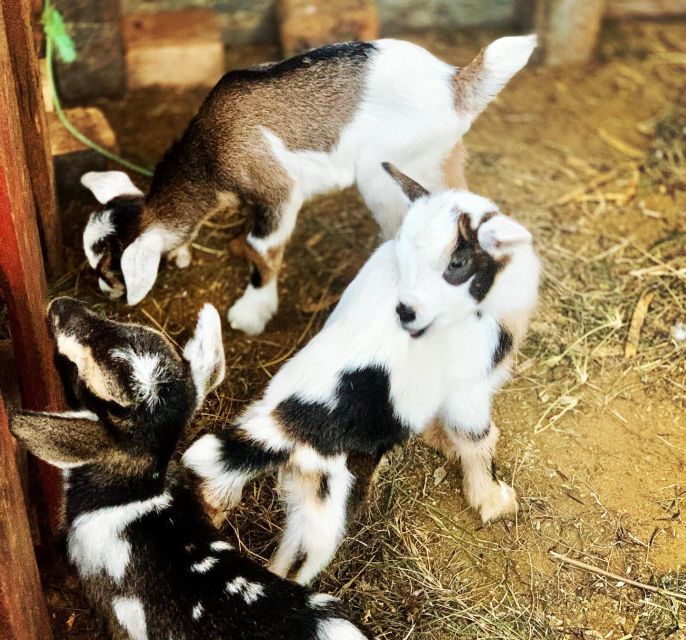 Island tour & cattle & Taste local flavors - Bofarreira cheese tasting: why goat cheese is more than a snack