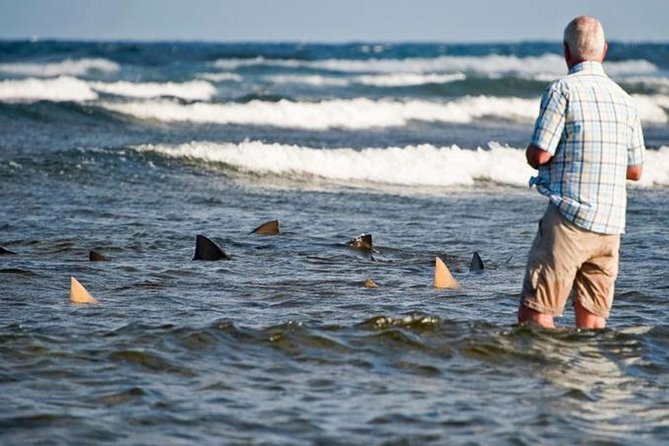 join us in this excursion of Sal island - Shark Bay With Lemon Sharks, Plus Kite Beach Wind Energy