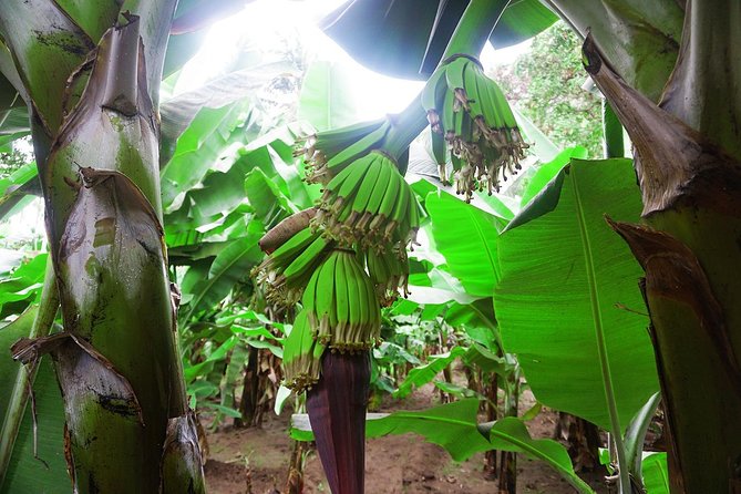 Like Locals: Banana Plantation, and Cuscuz with locals - How This Half-Day Feels, Banana Plantation to Breakfast Table