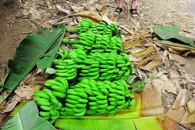 Like Locals: Banana Plantation, and Cuscuz with locals - Rum Distillery Visit and Tastings (How Sugarcane Turns Into Something You Can Taste)
