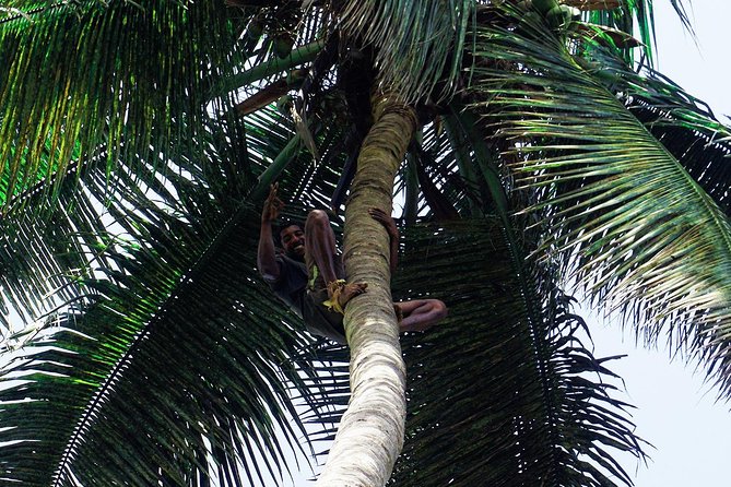 Like Locals: Banana Plantation, and Cuscuz with locals - Price and Value: Is $76.57 a Good Deal for This Day?