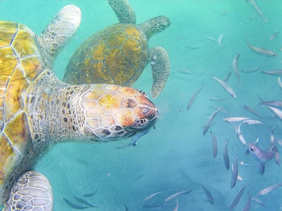 Live Snorkeling & Swimming with Sea Turtles in the Atlantic - From Hotel Pickup to the Beach: The Trip that Sets the Tone