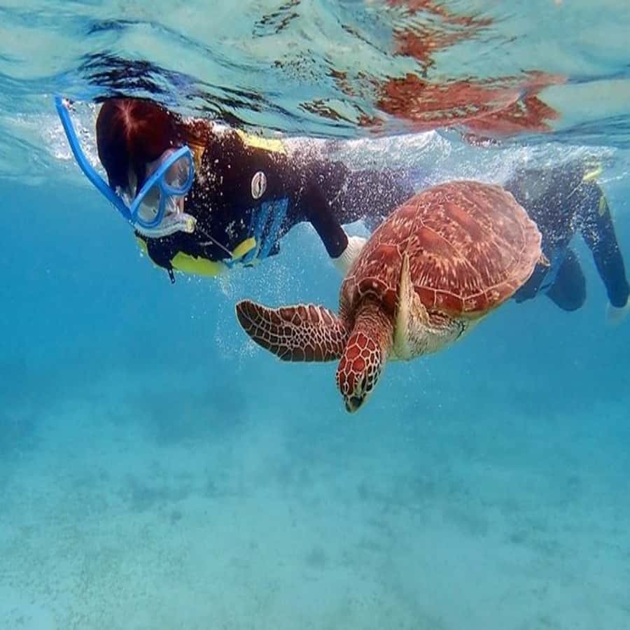 Live Snorkeling & Swimming with Sea Turtles in the Atlantic - Languages and Local Feel: Guides Who Can Explain What You’re Seeing