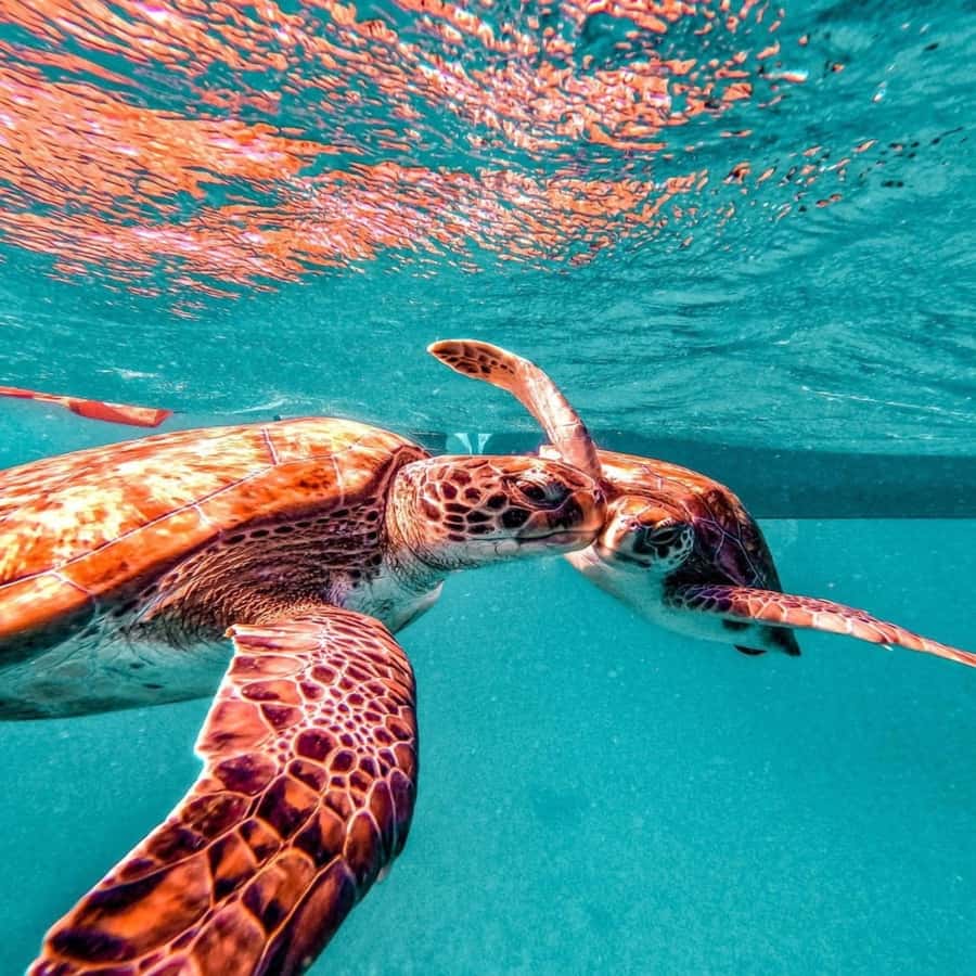 Live Snorkeling & Swimming with Sea Turtles in the Atlantic - Price and Value: Is $57 Worth One Hour in the Water?