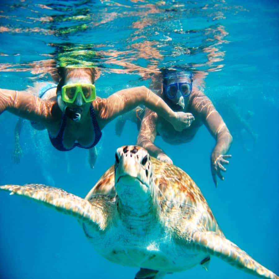Live Snorkeling & Swimming with Sea Turtles in the Atlantic - How the Boat Swim Works: Food, Turtles, and Your First Look