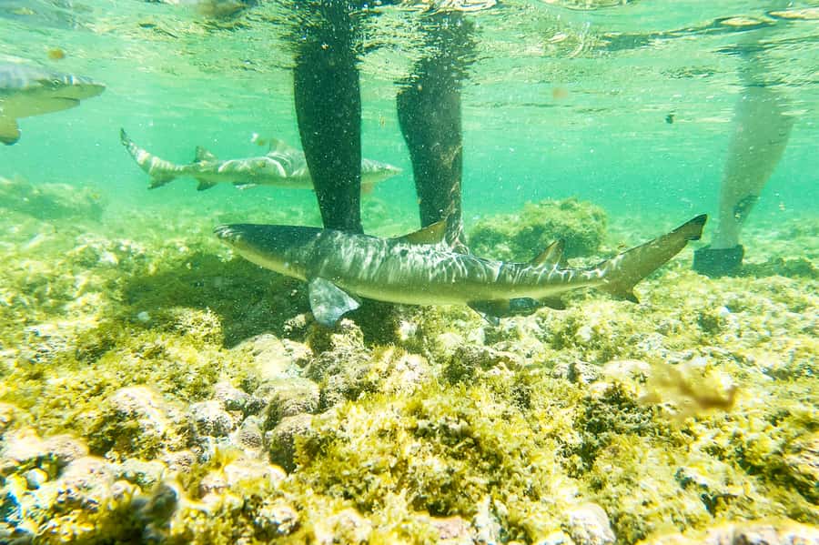 Murdeira: Sal Island Nature Reserve and Fishing Village Tour - Key things to know before you go