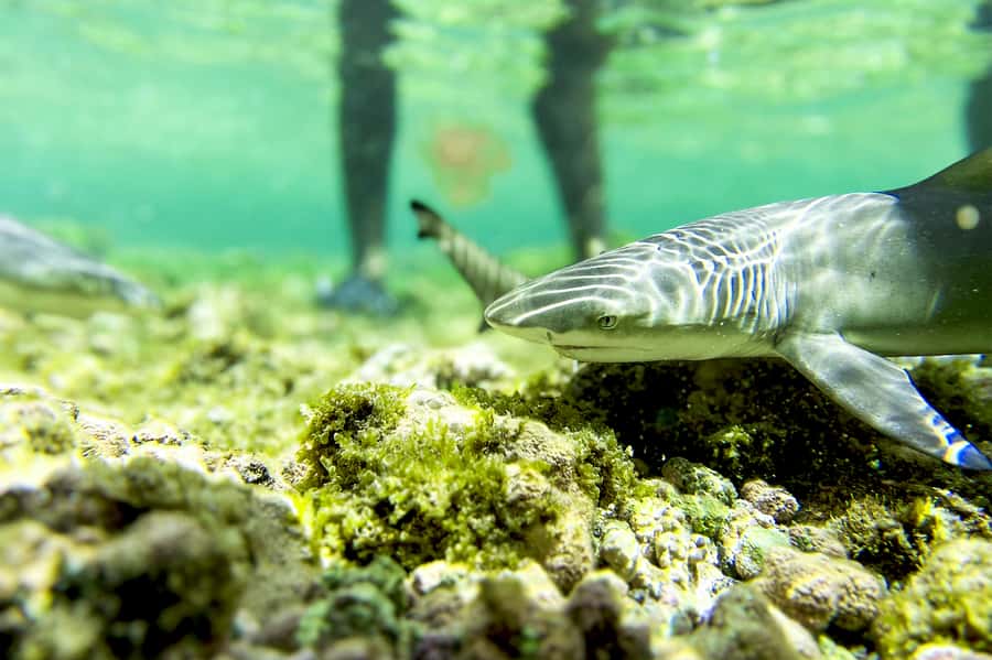 Murdeira: Sal Island Nature Reserve and Fishing Village Tour - A smart way to see Sal in 6 hours