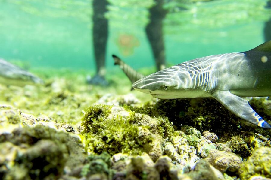 Murdeira: Sal Island Nature Reserve and Fishing Village Tour - Shark Bay: lemon sharks, guided safety, and camera smarts