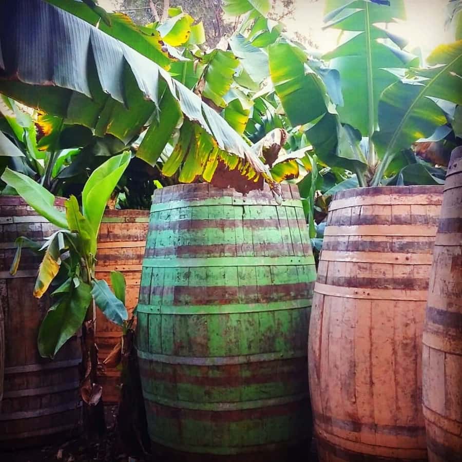 Paúl hike, the green garden - Distillery visit and rum tasting: why this part is more than a souvenir