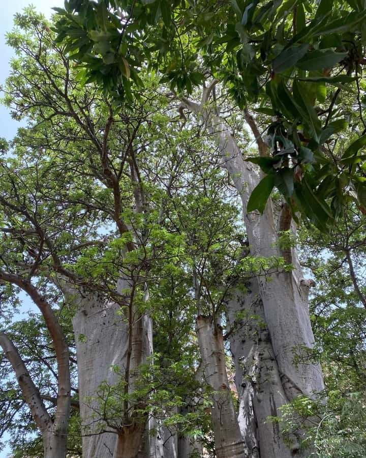 Praia: Baobab Mysterious Tree, Green Valley & Old City Hike - Key things to know before you go