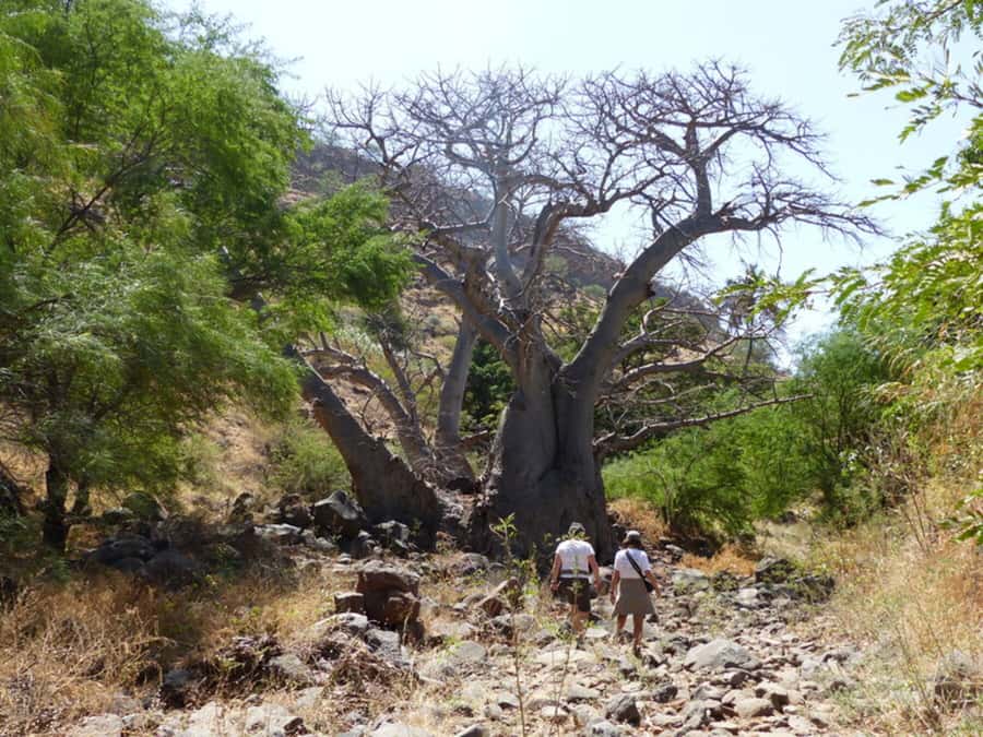 Praia: Baobab Mysterious Tree, Green Valley & Old City Hike - Cidade Velha finish, history you can walk into