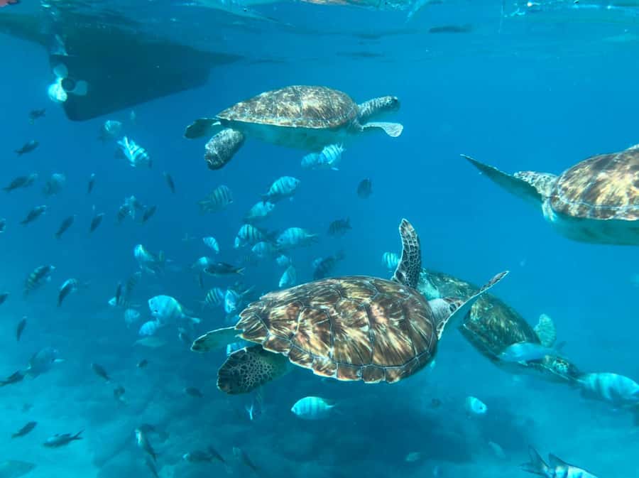 Private Snorkel Experience with Sea Turtle for Cruisers - Key Things To Know Before You Go