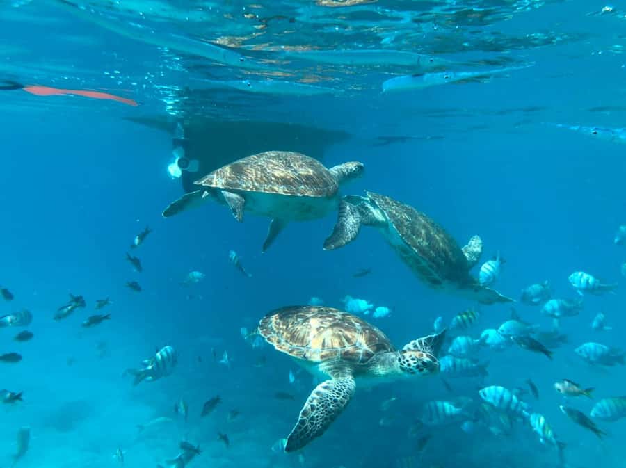 Private Snorkel Experience with Sea Turtle for Cruisers - Getting From the Cruise Port to the Water, Without the Stress