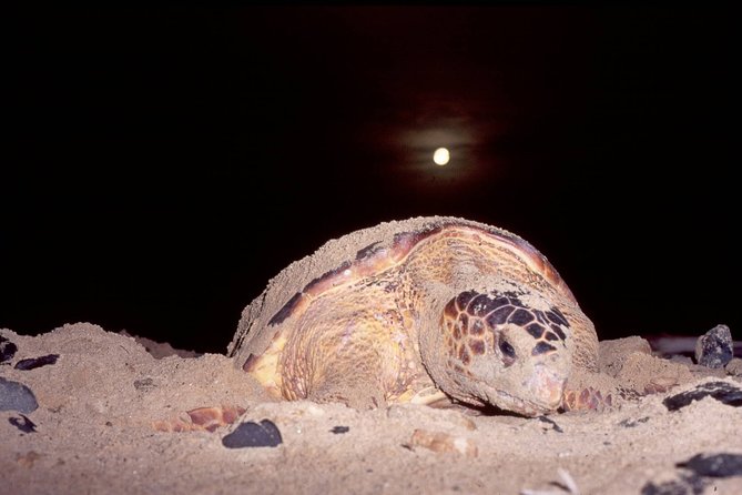Private Turtle Watching Experience - Key things to know before you go
