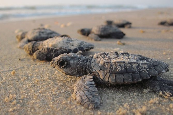 Private Turtle Watching Experience - The briefing: learning turtle nesting before you watch it