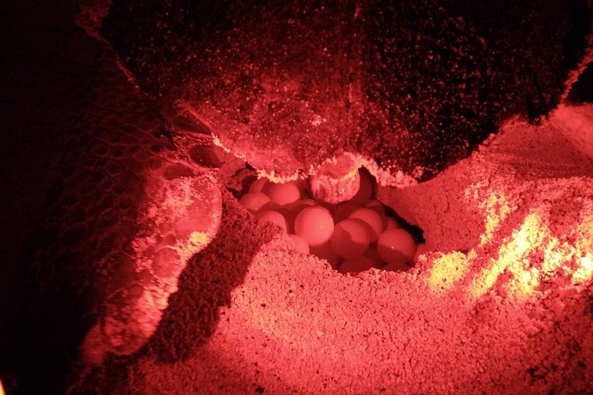 Private Turtle Watching Experience - Where you watch on Sal, and why the night sky is part of it