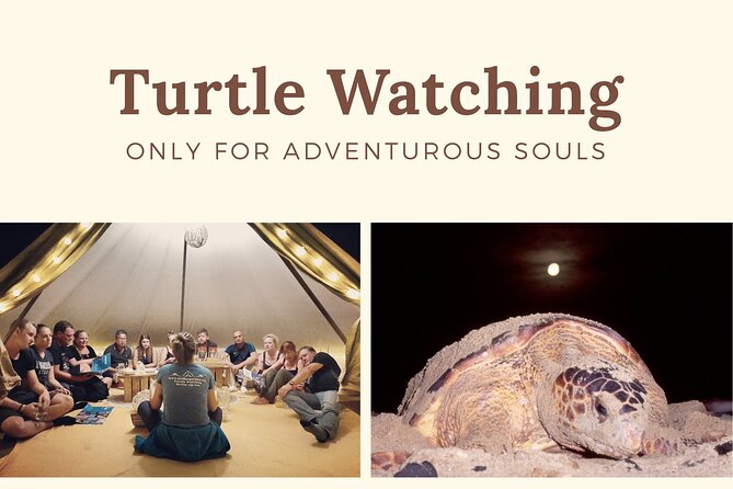 Private Turtle Watching Experience - Price of $110.51: what you are paying for, and how it adds up