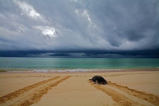 Private Turtle Watching Experience - Who this private turtle watching experience fits best