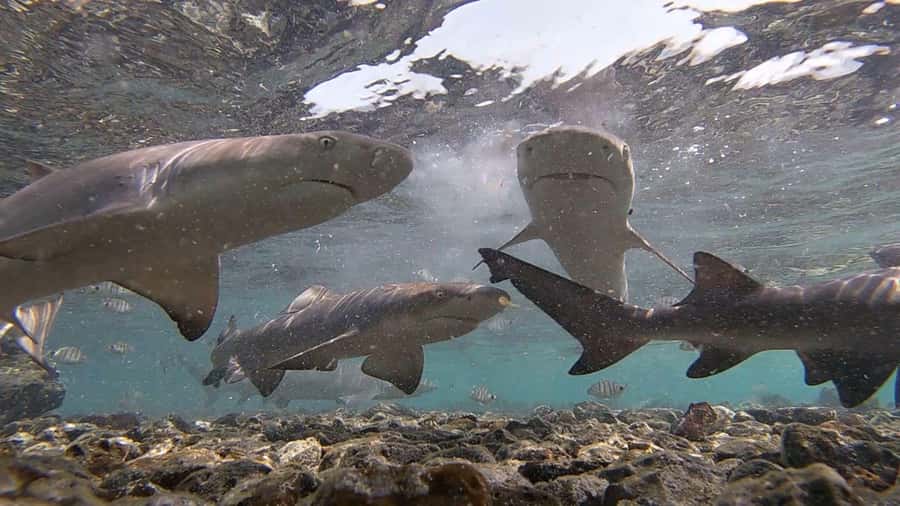Sal: All-Inclusive Salt Lake, Blue Eye and Shark Bay Tour - Buracona Blue Eye cave pool: swim if conditions are right