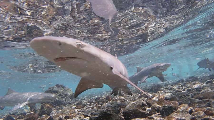 Sal: All-Inclusive Salt Lake, Blue Eye and Shark Bay Tour - What is included in the $53 price, and what it means