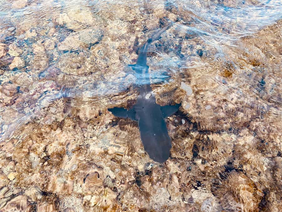 Sal: All inclusive Salt Lake, Natural pools and Shark Bay - What to bring and how to stay comfortable in the salt and sand