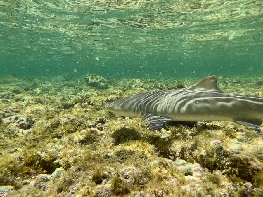 Sal Discovery: A Guided Small Group Island Tour - Palmeira Fishing Village: Music, Locals, and Souvenir Time