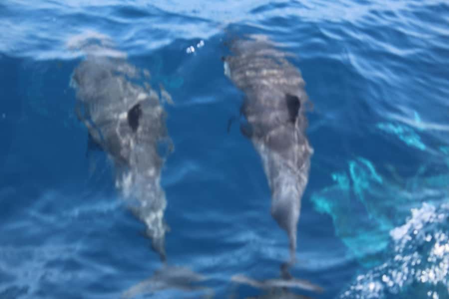 Sal Island: Catamaran cruises on Sal Island - From Palmeira to Murdeira Bay in about an hour