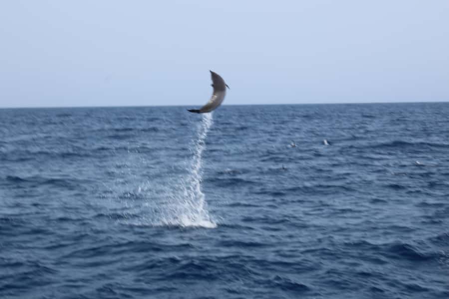 Sal Island: Catamaran cruises on Sal Island - Price and value: what $70 buys you on Sal