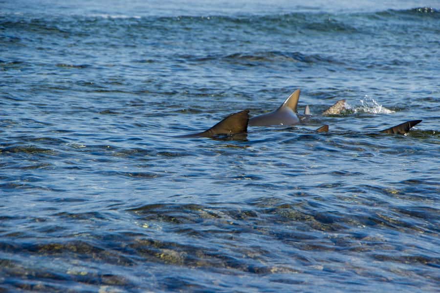 Sal island : Full day excursion Salinas, Shark Bay, Blue Eye - Miragem water illusions in the desert: quick, strange, and worth the stop